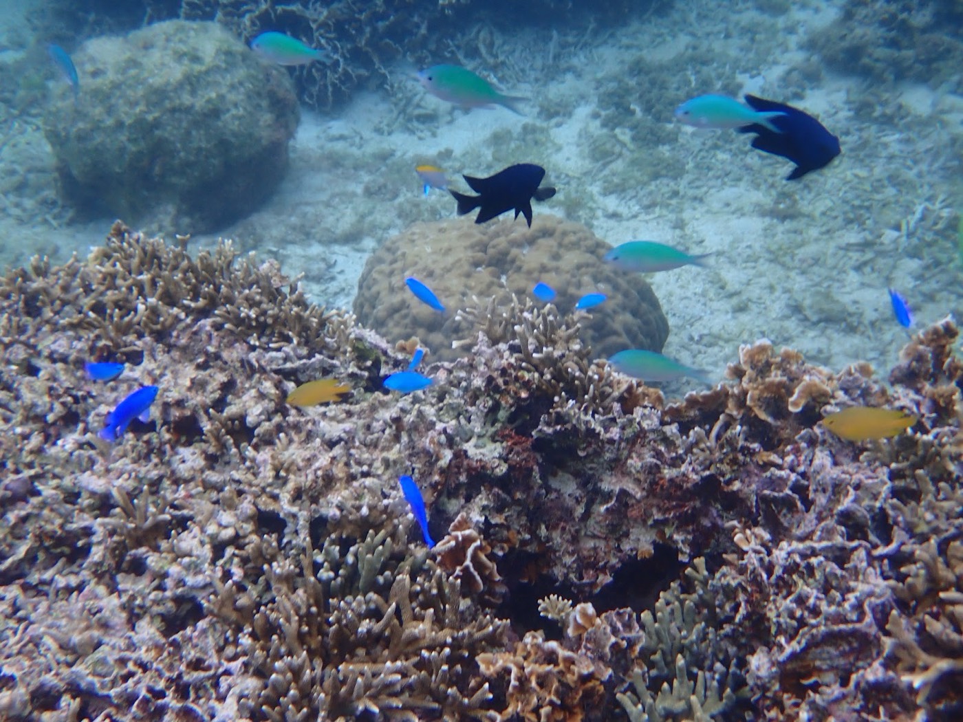 色とりどりの小魚がサンゴ礁の周りを泳ぐ水中景色