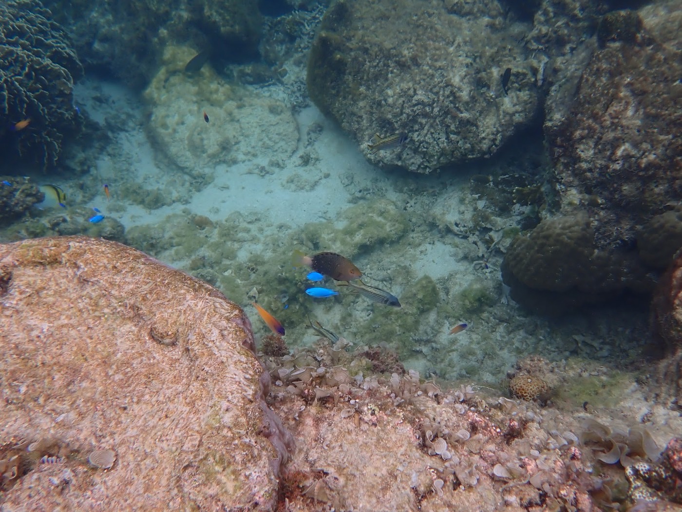 海底の岩の隙間を泳ぐ鮮やかな熱帯魚たち
