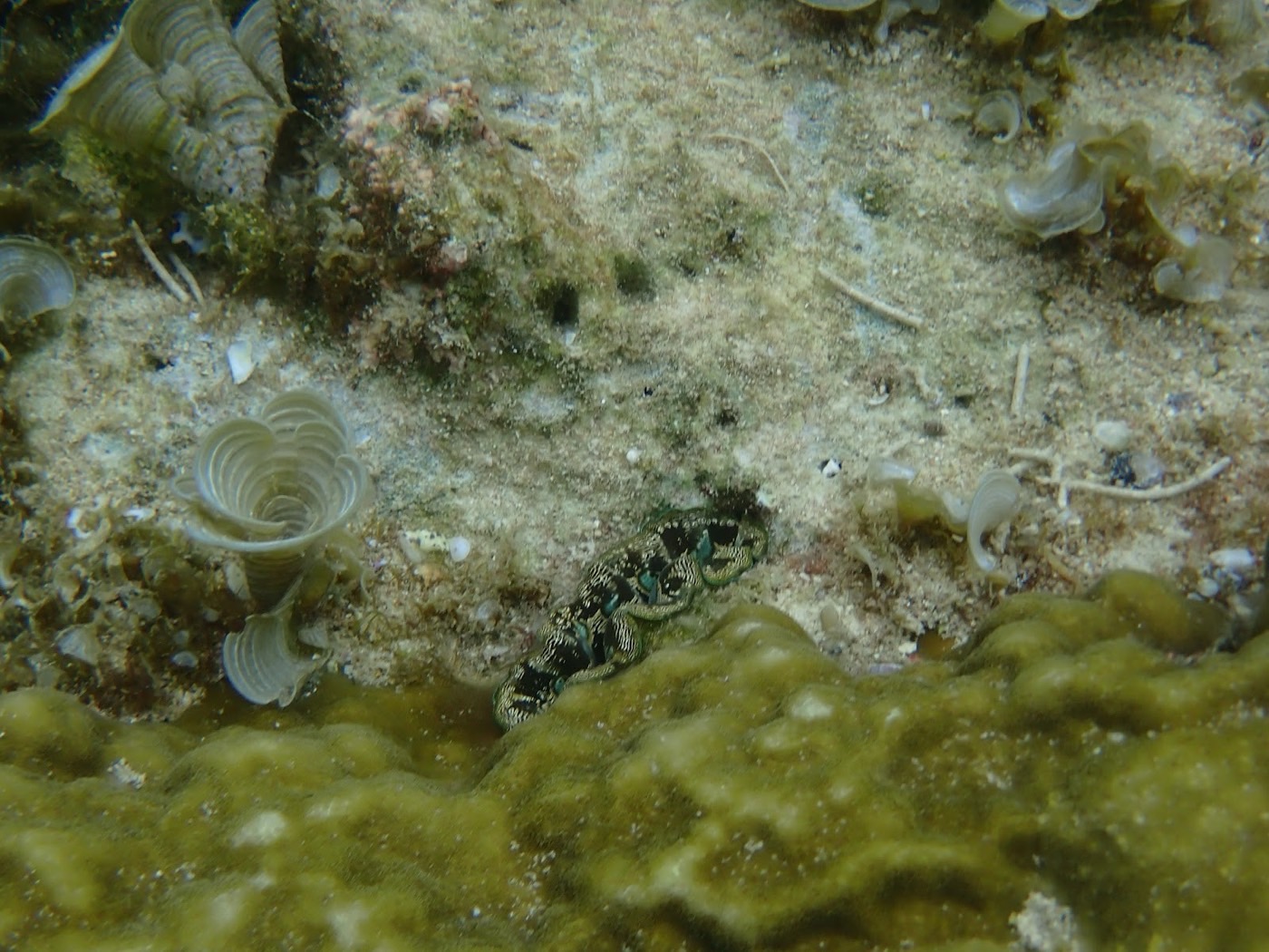 リーフの隙間に隠れる、迷彩柄のユニークな水中生物のクローズアップ
