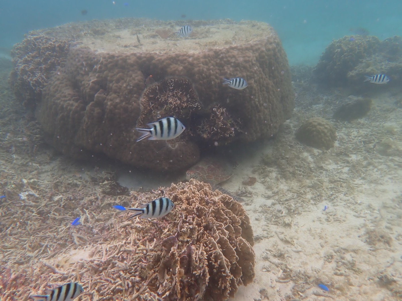 サンゴの陰で休むウミガメと、その周りを泳ぐシマ模様の魚たち