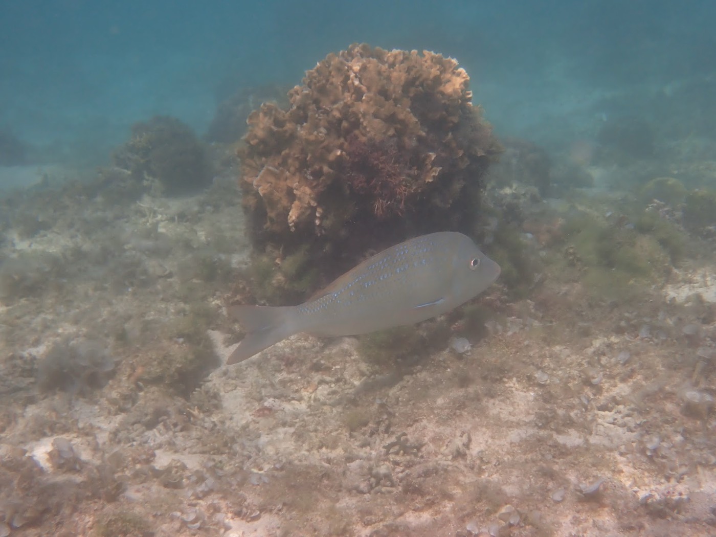 サンゴ礁の近くを泳ぐ青みがかった大きな魚
