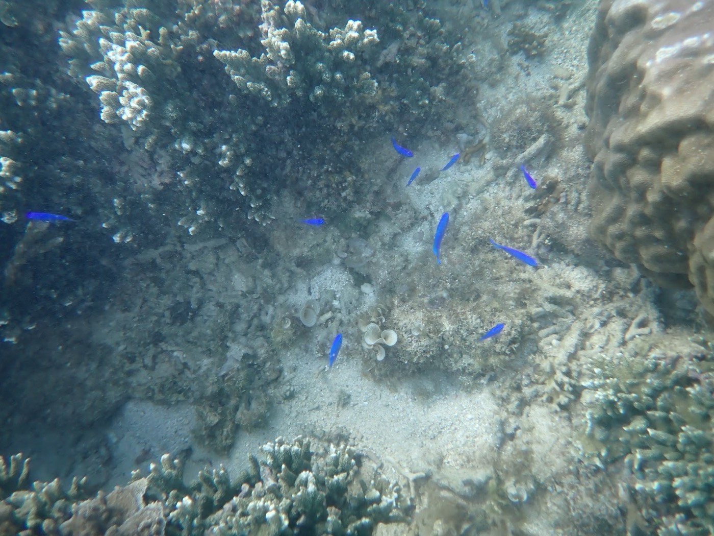 サンゴ礁の周りを群れて泳ぐ鮮やかな青い魚たち