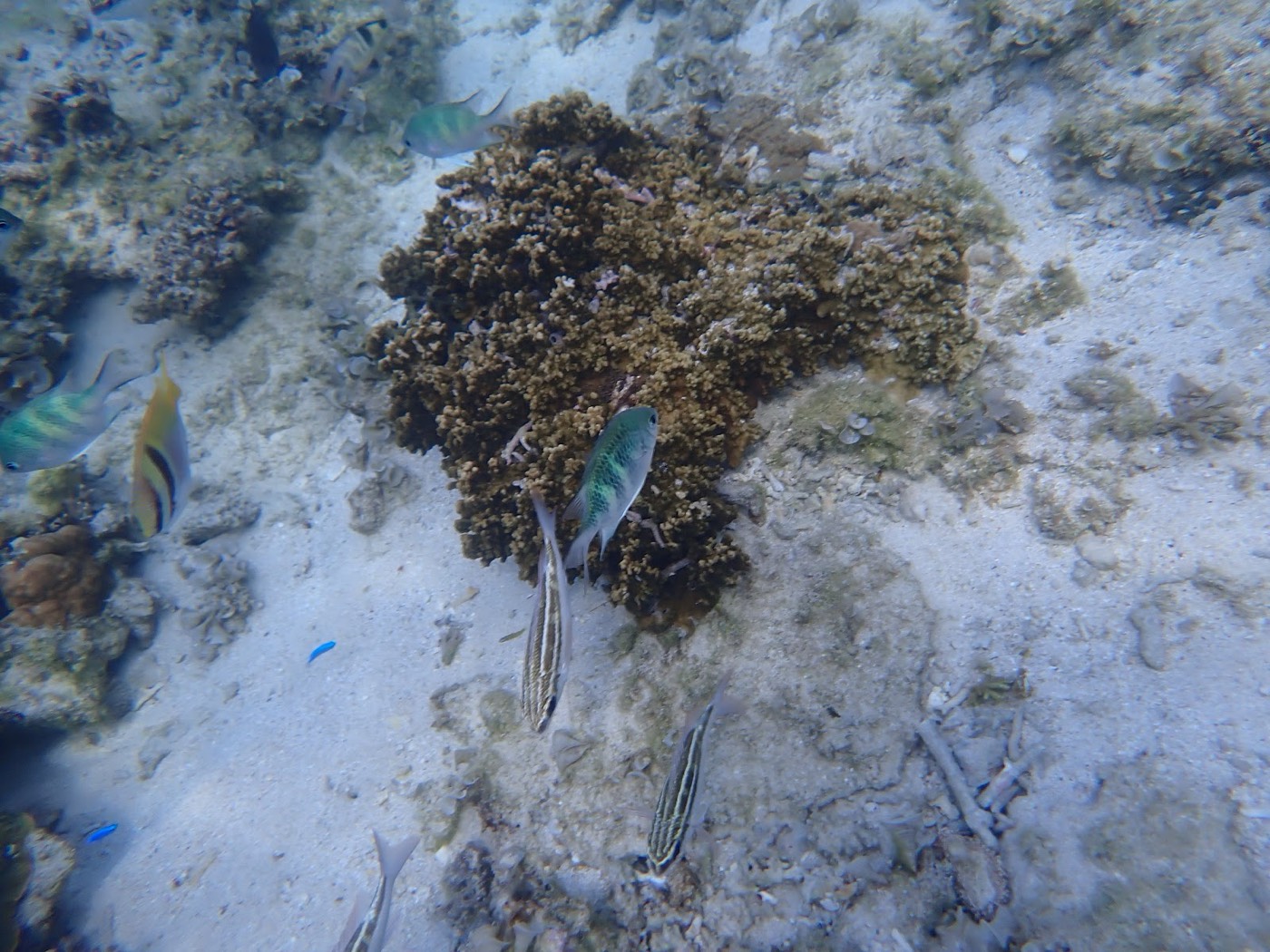 サンゴの周りを泳ぐ様々な種類の熱帯魚たち