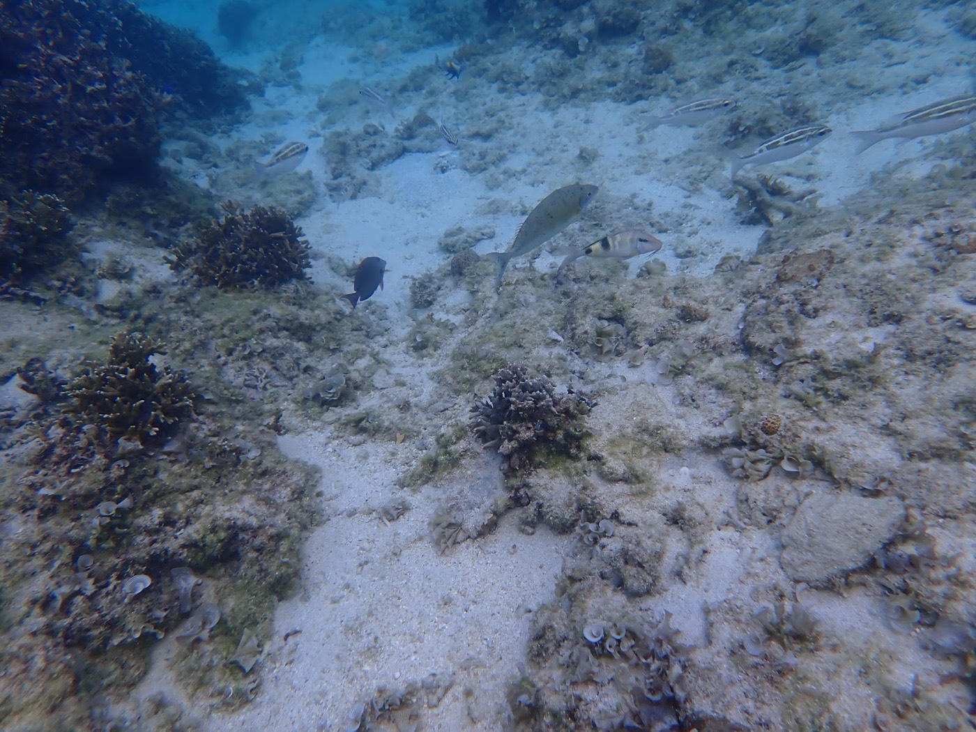 広々としたサンゴ礁と海底の様子