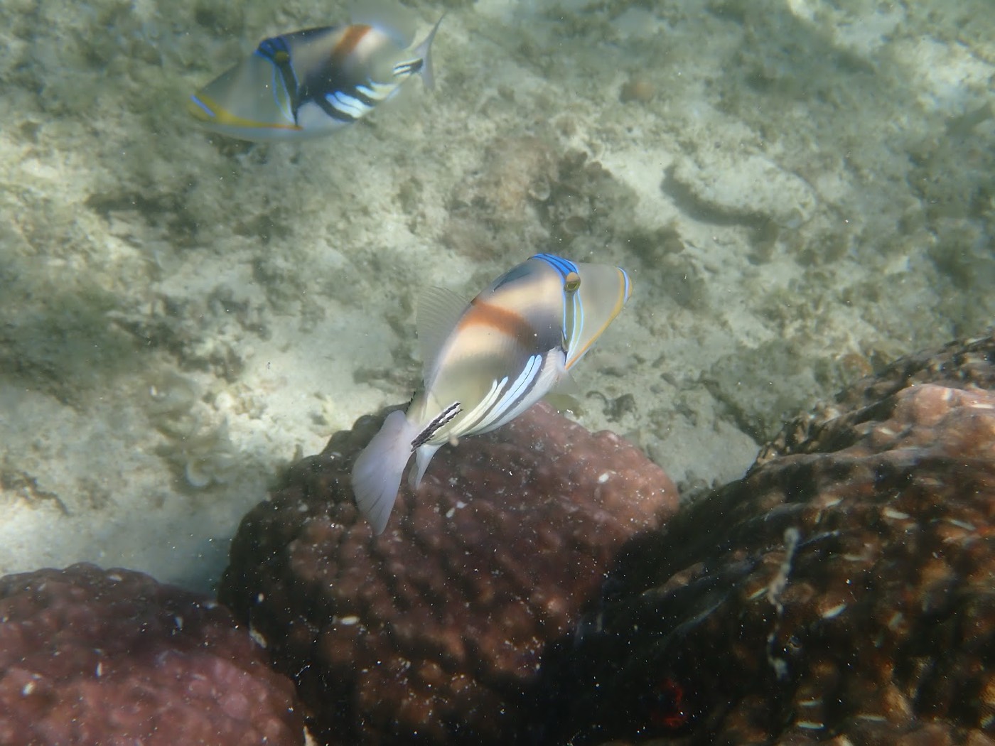 海底のサンゴの上を泳ぐ色鮮やかな魚2匹