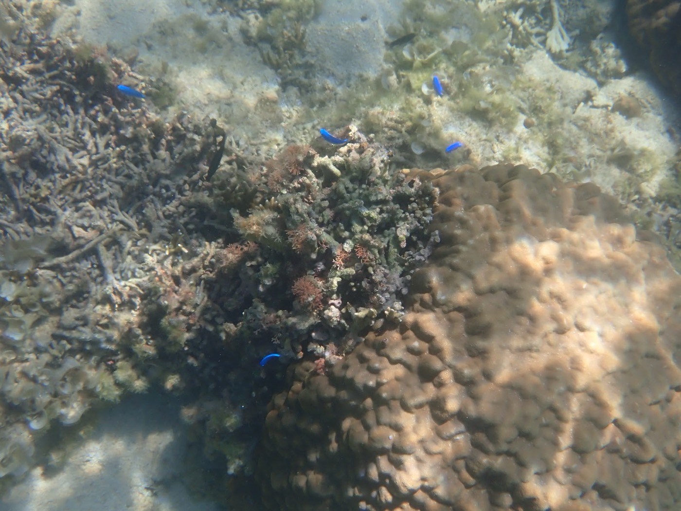 浅瀬の海底に広がるサンゴと小さな青い魚