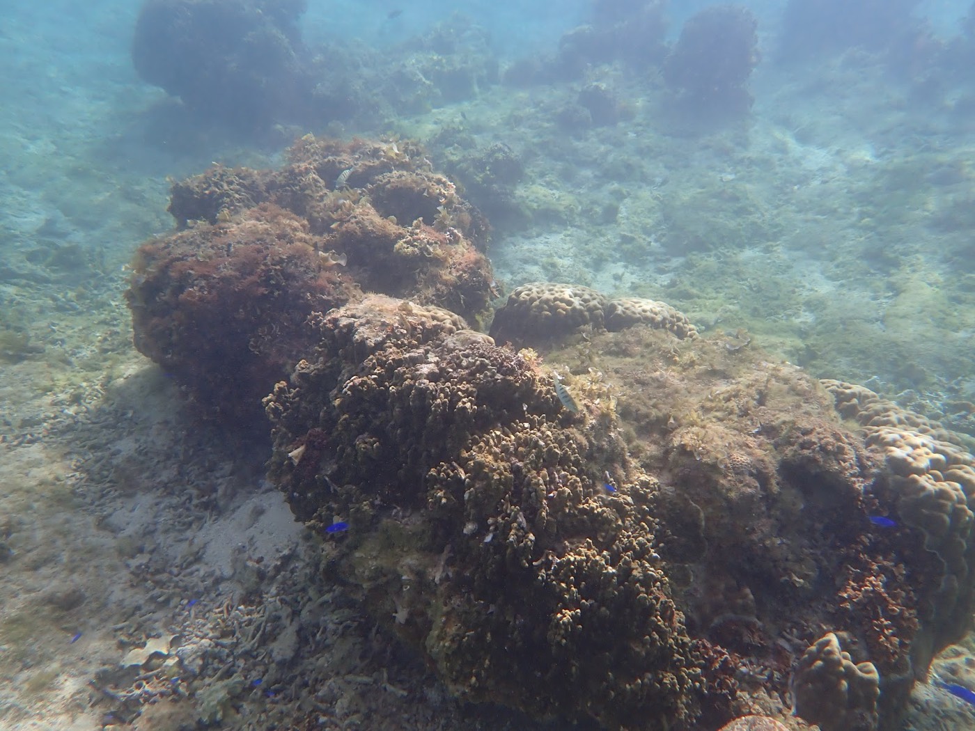 海底に横たわる大きな岩礁に、様々なサンゴや藻が生い茂る水中風景