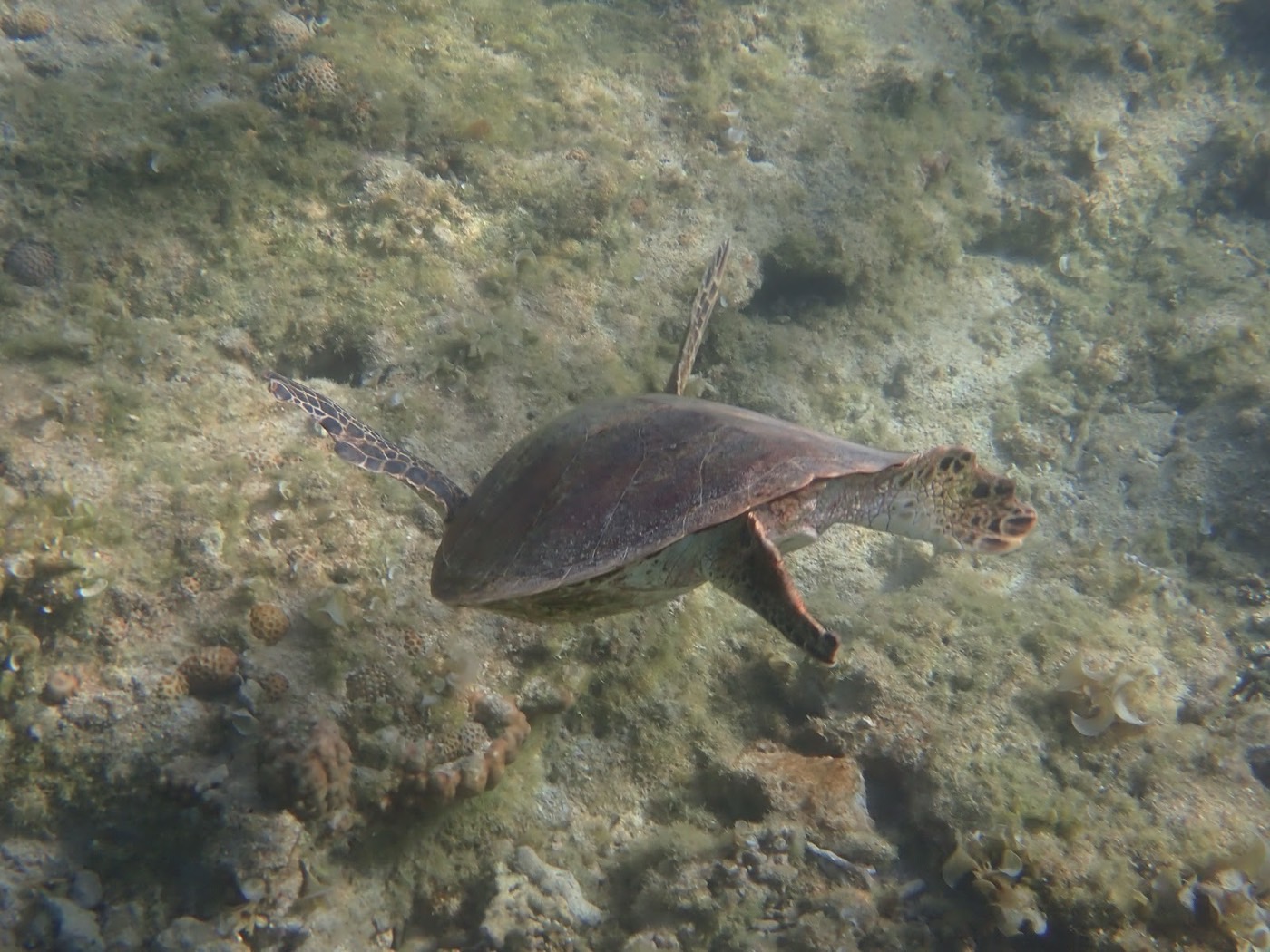 海底の岩場の上を、こちらを向いてゆったりと泳ぐウミガメの姿