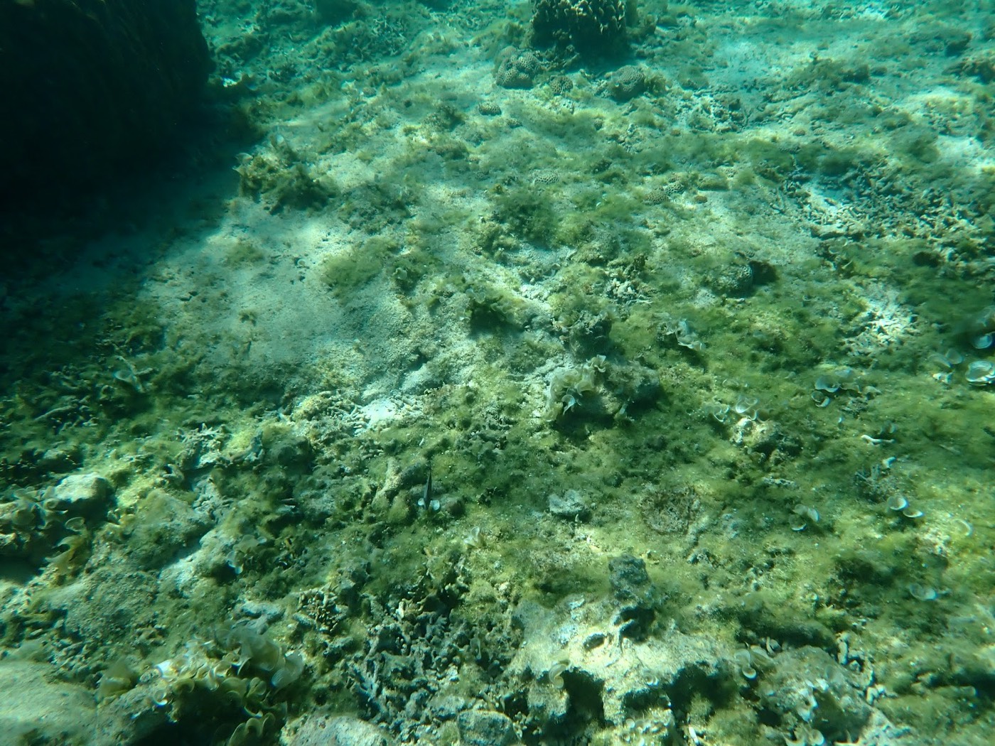 穏やかな天然水族感の海。緑がかった海底に砂地と岩が広がる