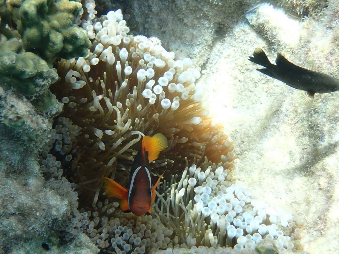 イソギンチャクとクマノミ、そして黒い魚が水中を泳ぐ