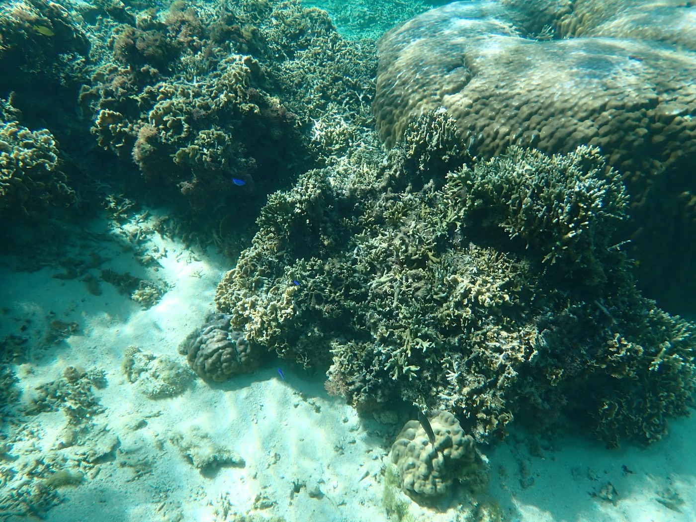 大小様々な形のサンゴが海底に広がる、多様な自然の風景
