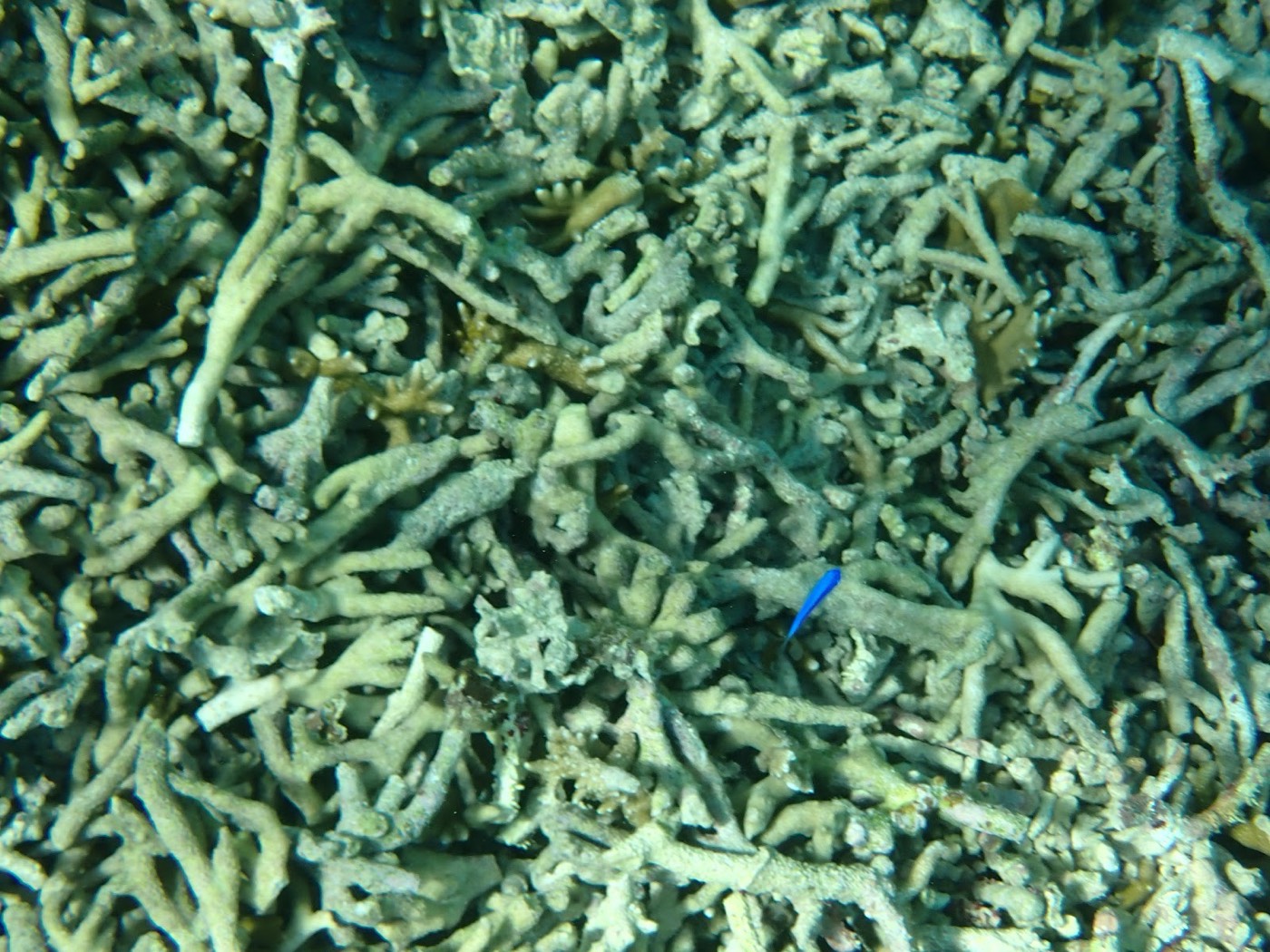 枝状のサンゴ礁の間に青い小魚が泳ぐ、海底のクローズアップ