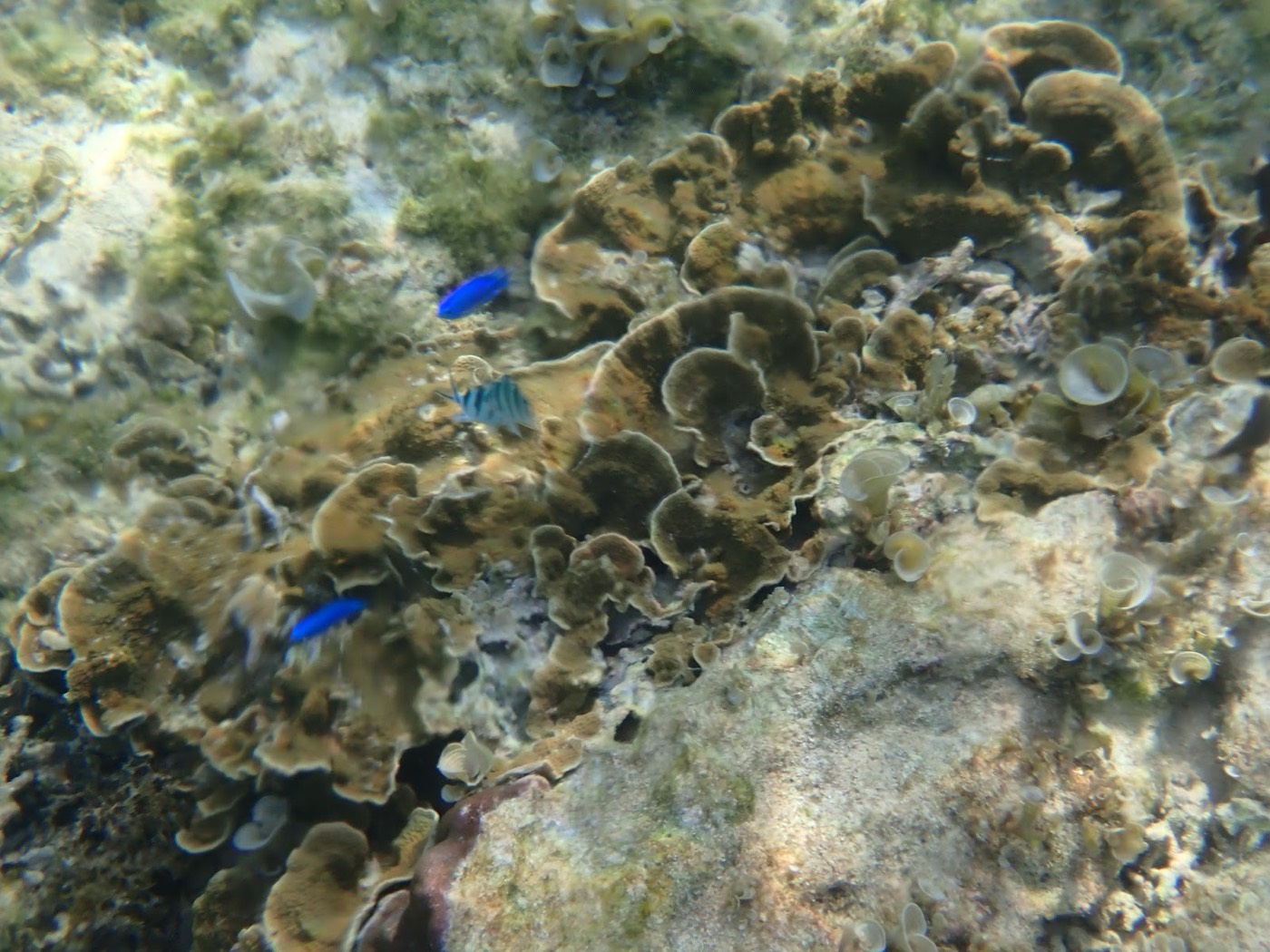 豊かな褐色のサンゴ礁に、鮮やかな青い魚と縞模様の魚が泳ぐ天然水族感の景色