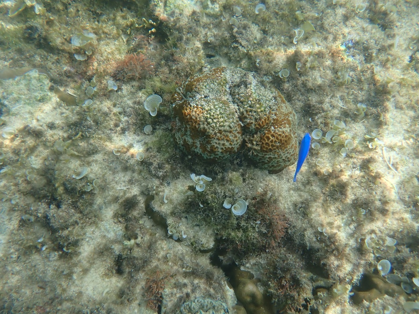 海底に横たわる脳サンゴと、その上を泳ぐ小さな青い魚のクローズアップ
