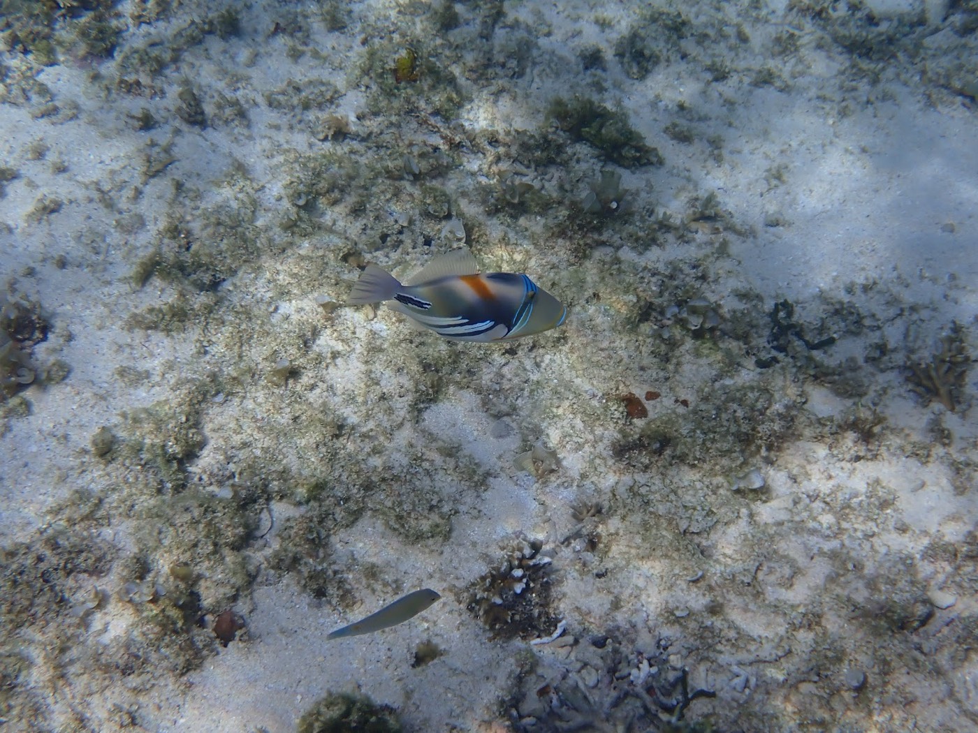 砂地に点在する小さなサンゴの間を、特徴的な模様の魚が泳ぐ水中