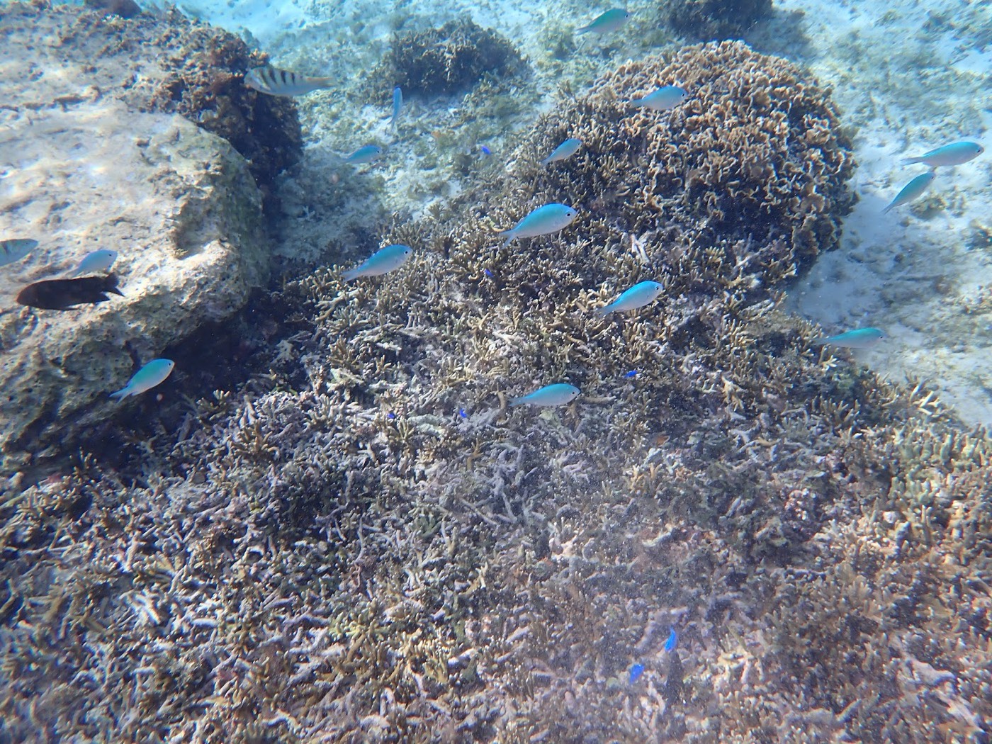 広がる枝サンゴの群れと、その間を軽やかに泳ぐ複数の青い魚たち