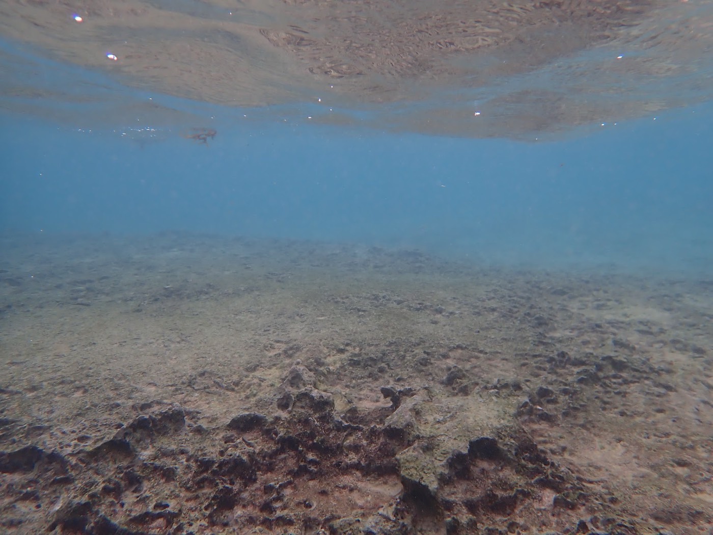 天然水族感で紹介する、海底に広がるサンゴと水面が映り込む水中景観、天然水族館のようだ