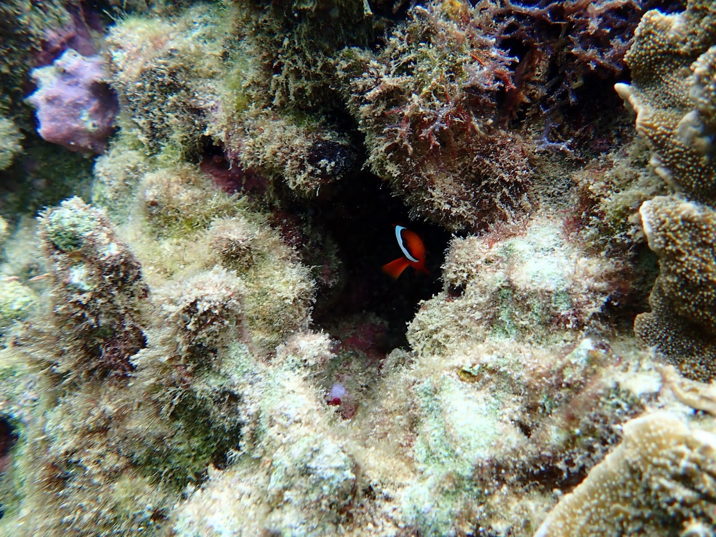 サンゴと岩の隙間に隠れて様子をうかがう小さな熱帯魚