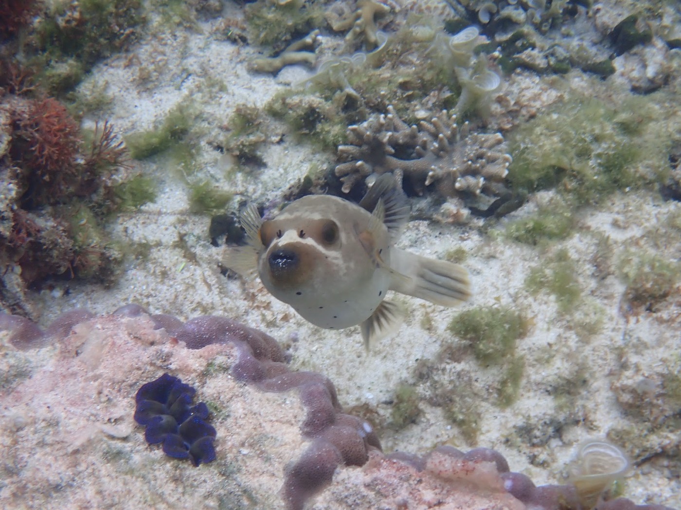 水底のサンゴの近くで独特の表情でゆっくりと漂うフグ