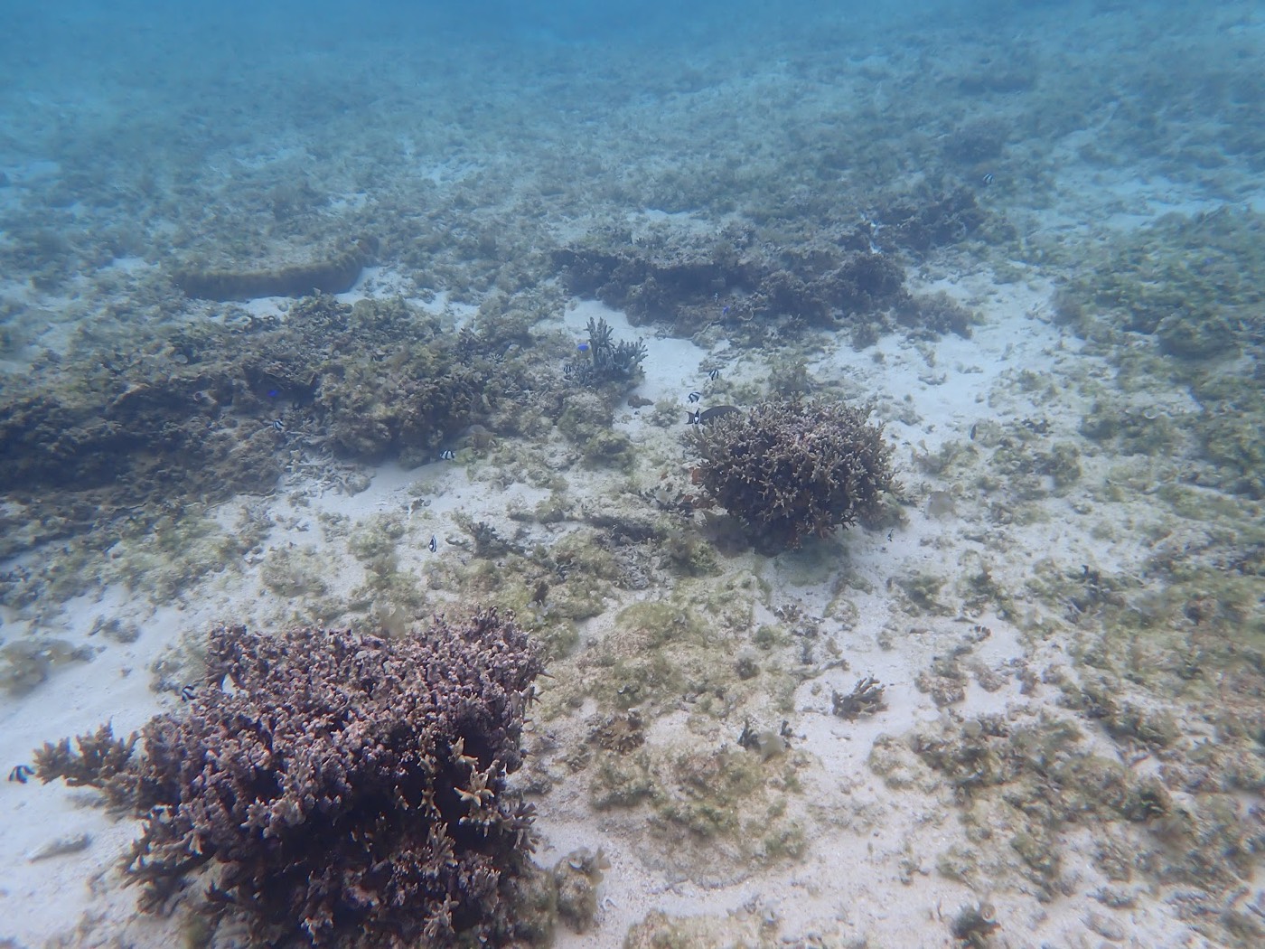 白黒の魚たちが水底のサンゴ礁の周りを泳ぎ回っている
