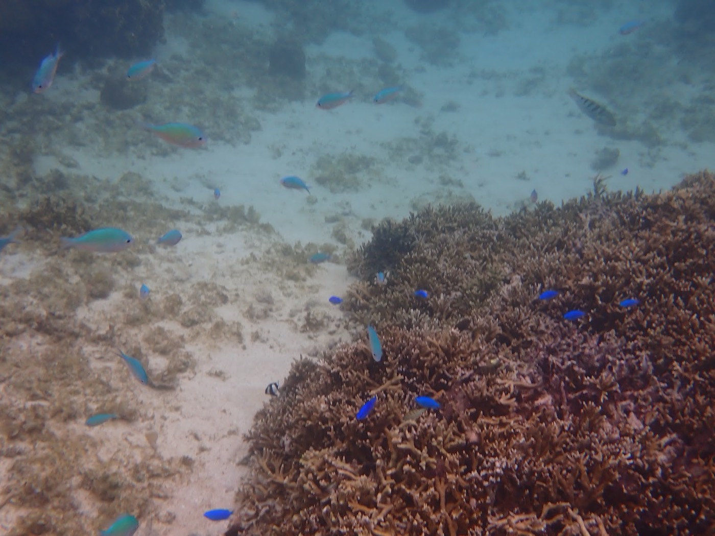 透明度の良い水中から、リーフと群がる小さな青い魚たちを見下ろす