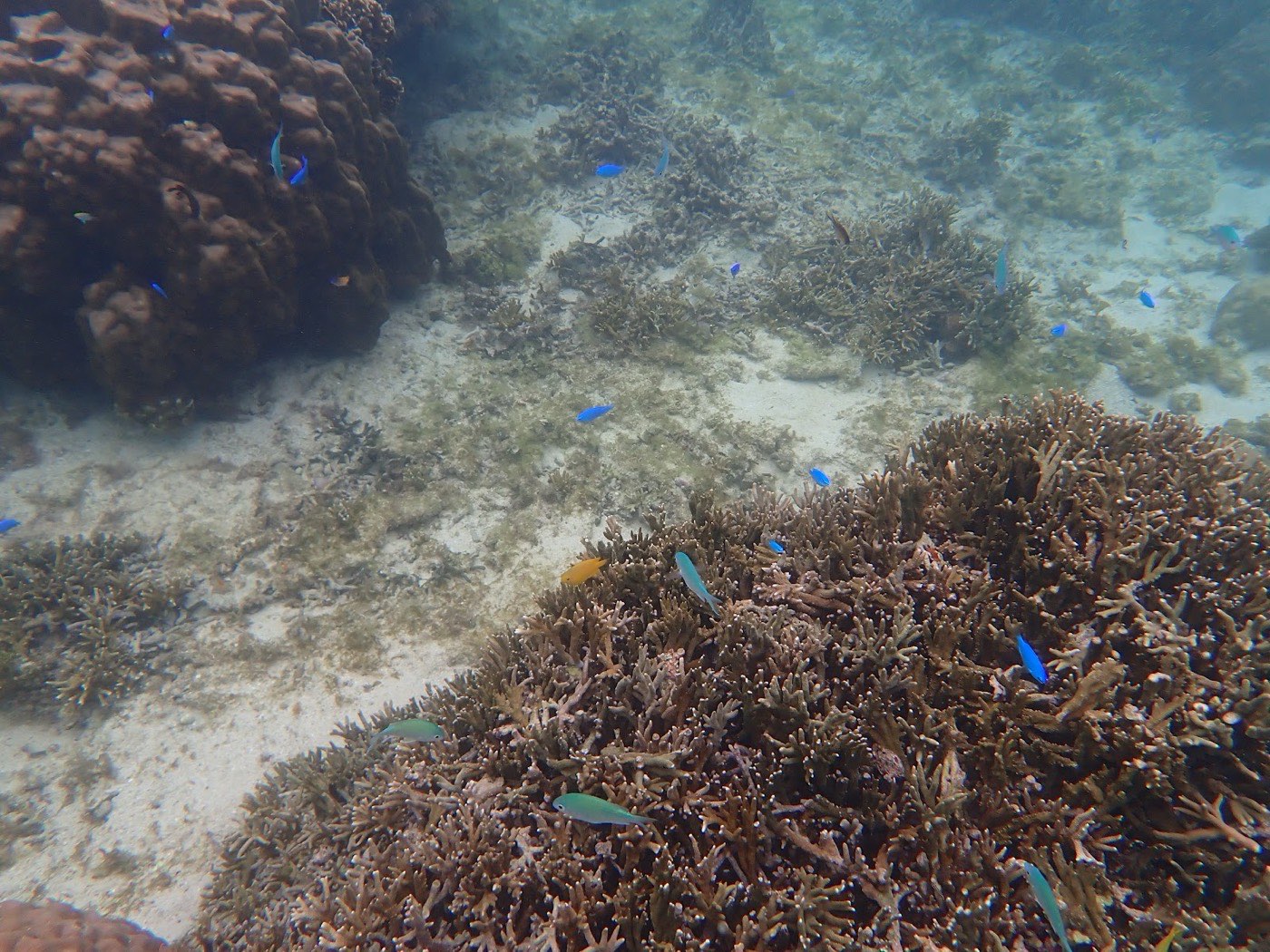 リーフの周りを泳ぐ群れの魚と、サンゴや砂地の様子
