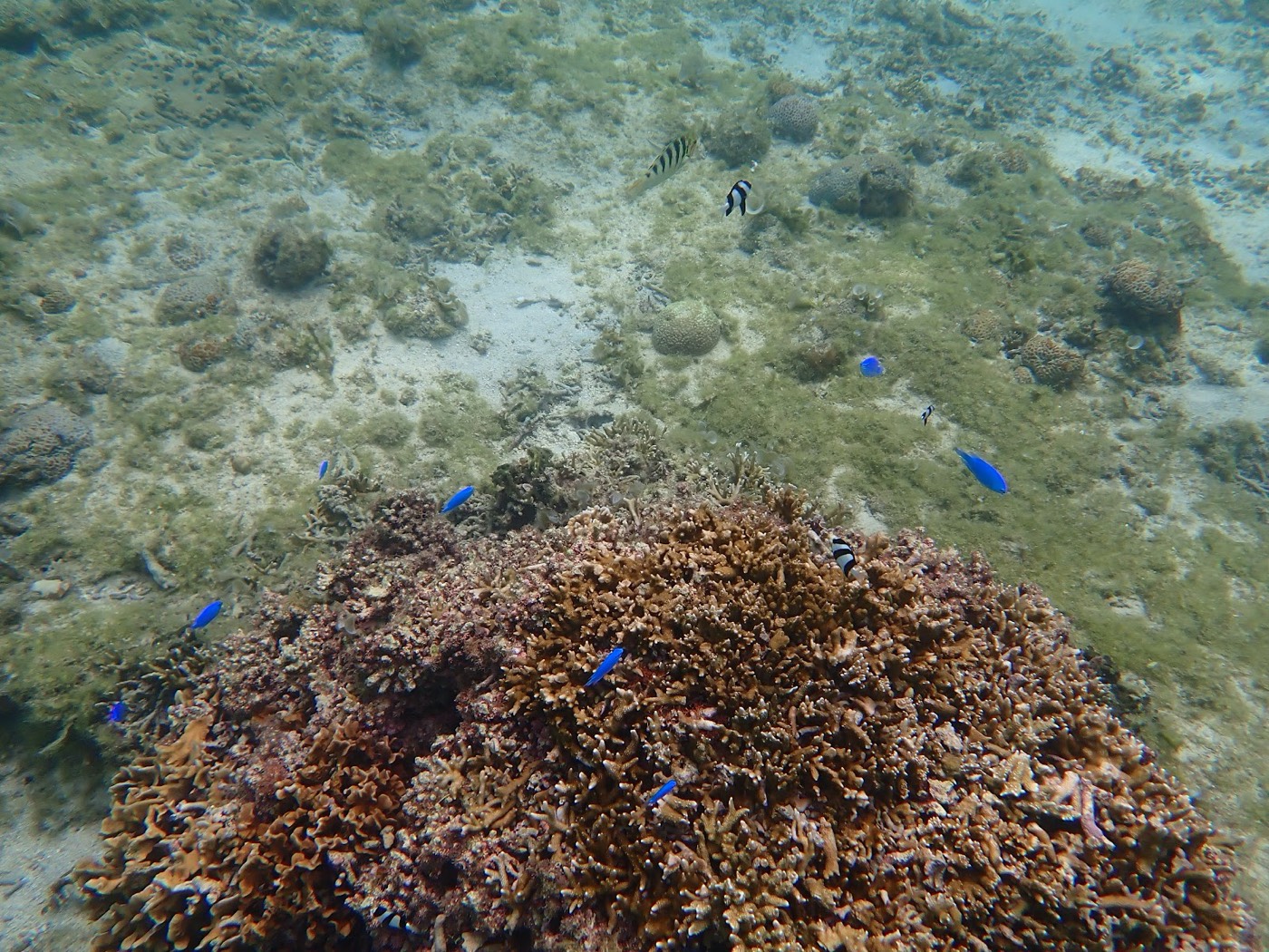 天然水族感で紹介する、天然水族館のようなサンゴと小魚が泳ぐ明るい海中