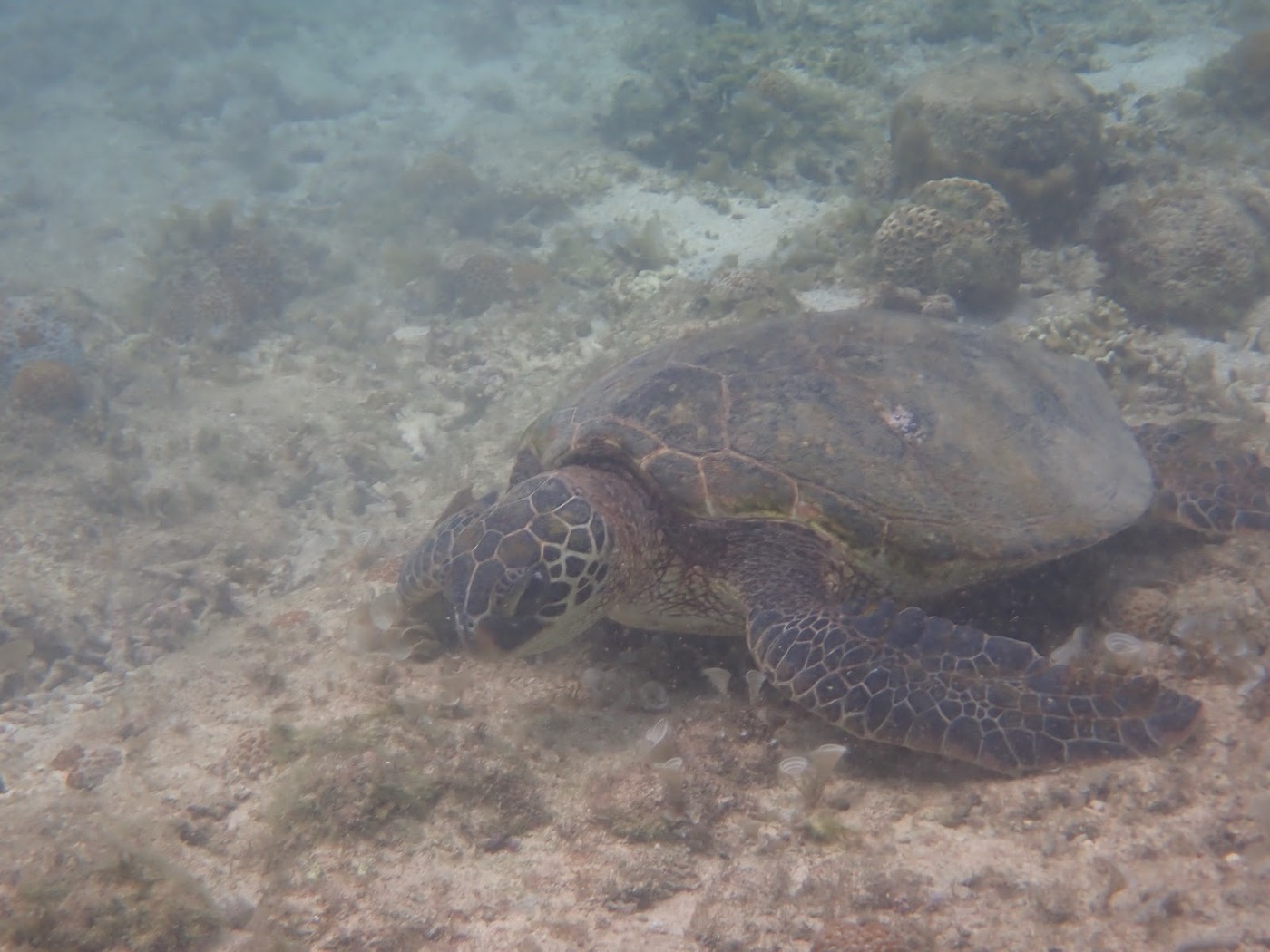 自然体験シュノーケルで紹介する沖縄の海の様子
