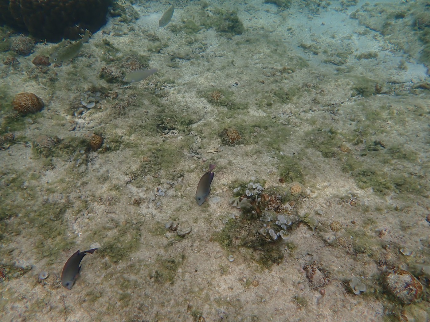 海底の砂地を小さな魚たちが泳ぐ様子