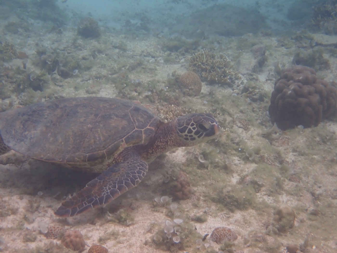 浅い海底を横切るように泳ぐ大きなウミガメ