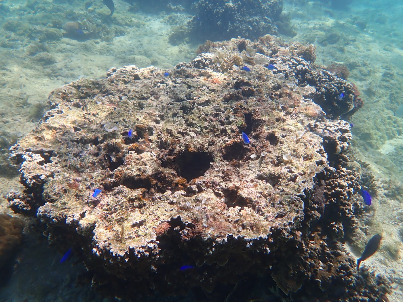 水中の大きなサンゴの周りを青い小魚が群れて泳ぐ様子