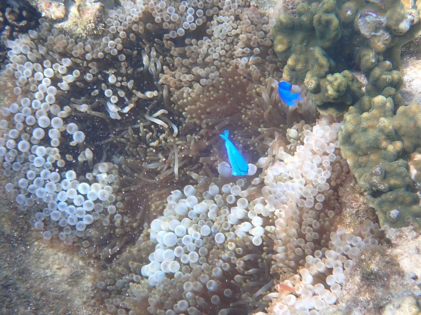 海中のイソギンチャクと青い魚、赤いクマノミの参加者が一緒にいる様子