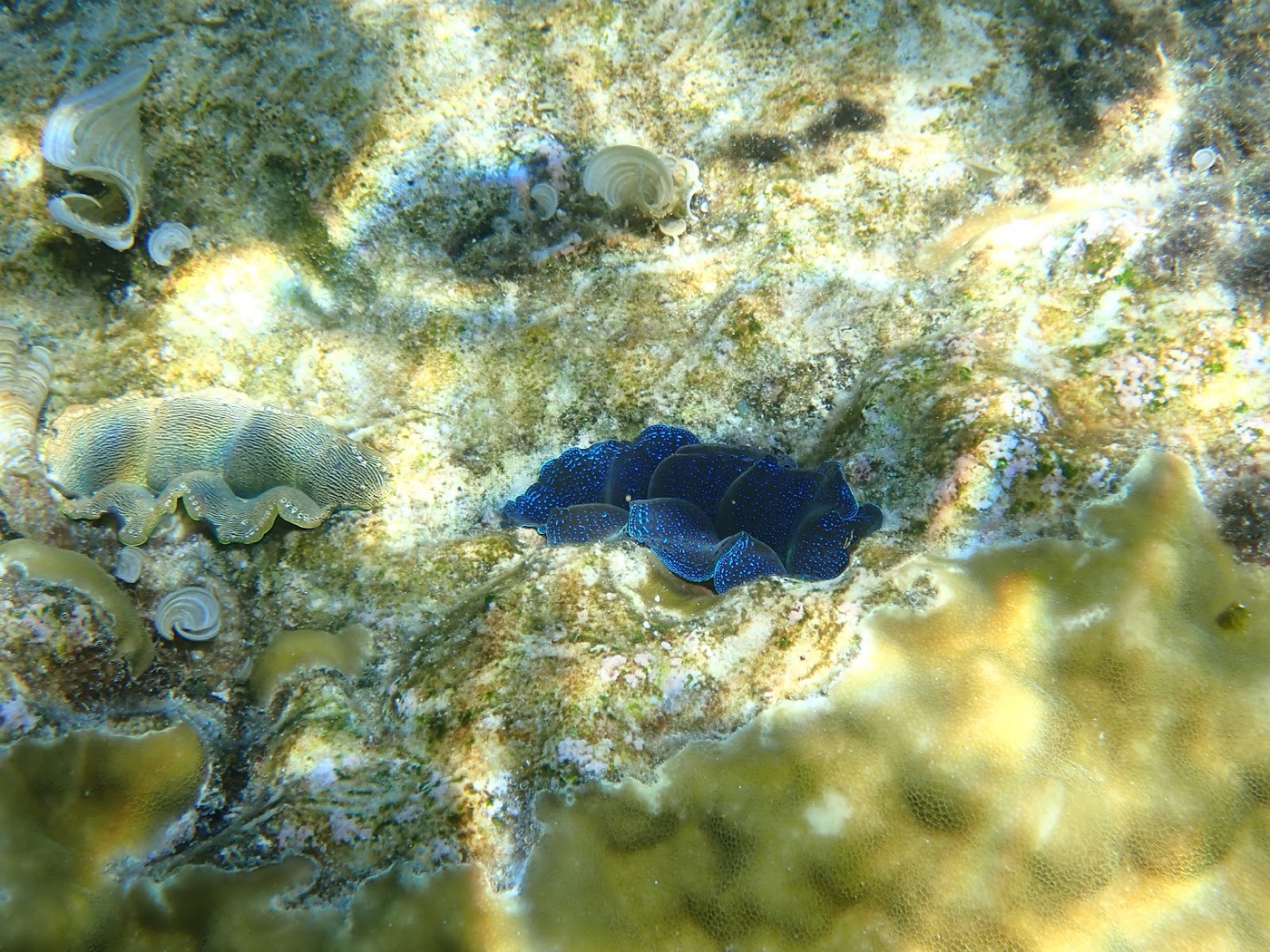 海底のサンゴ礁に群生する、青く色鮮やかなシャコガイのクローズアップ