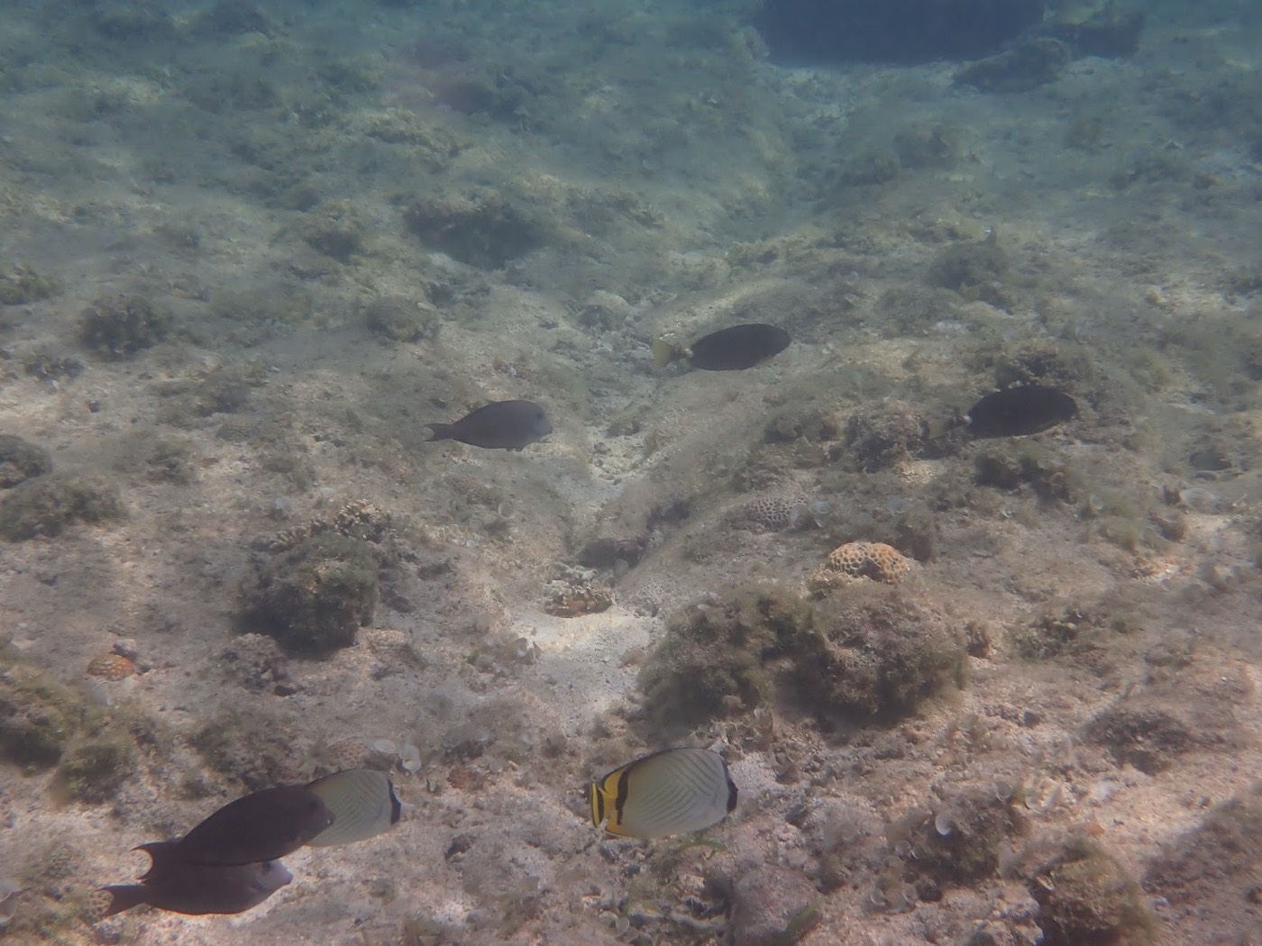 海底の岩場とサンゴ礁に群れる数匹の魚たちを水中から撮影