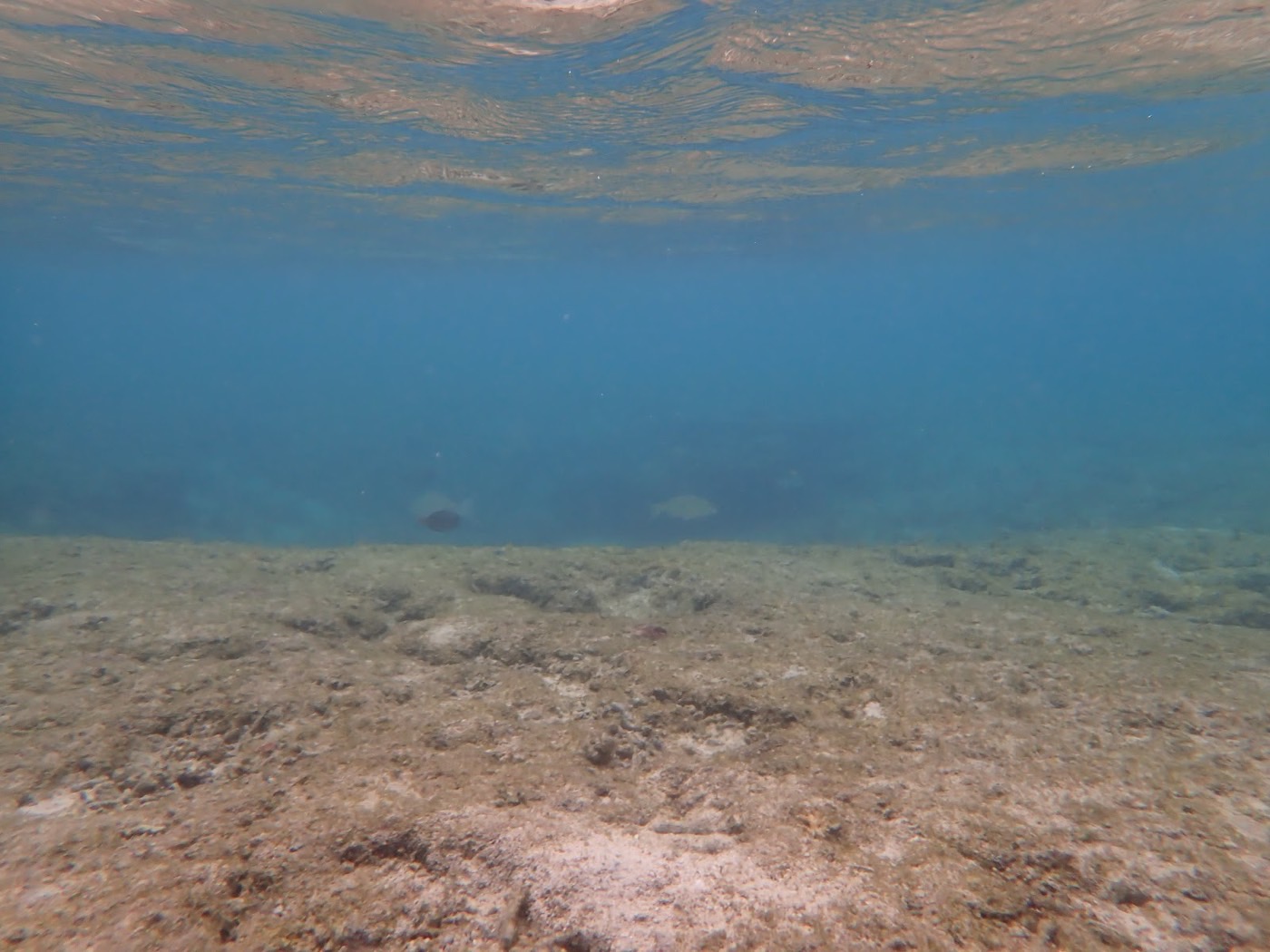 海底の砂地と岩礁に生息するサンゴと数匹の魚。透明度の高い水中の様子