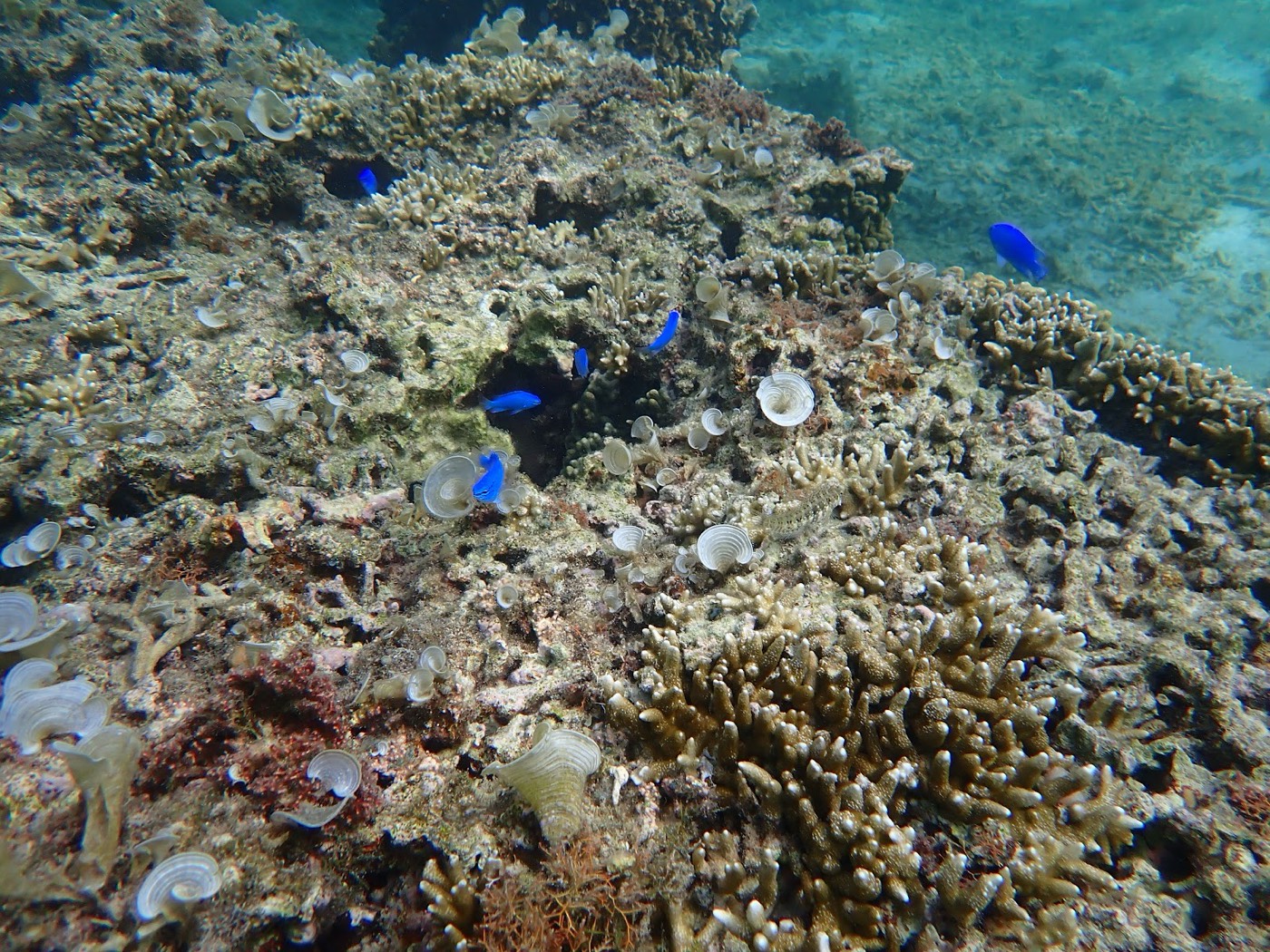 様々なサンゴと青い魚たちが共生する海底