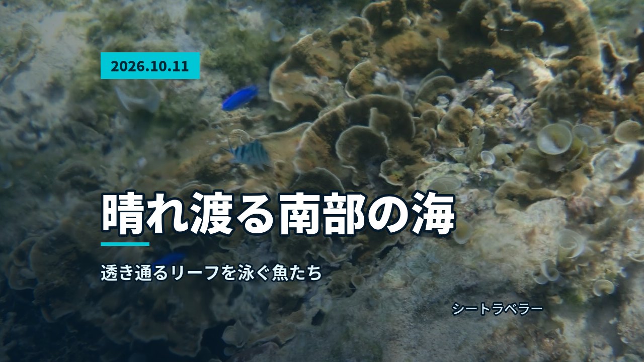 10月11日 晴れ渡る南部の海、透き通るリーフを泳ぐ魚たち