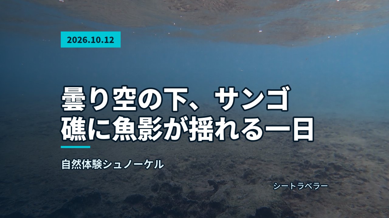 2026年10月12日(月)曇り空の下、サンゴ礁に魚影が揺れる一日