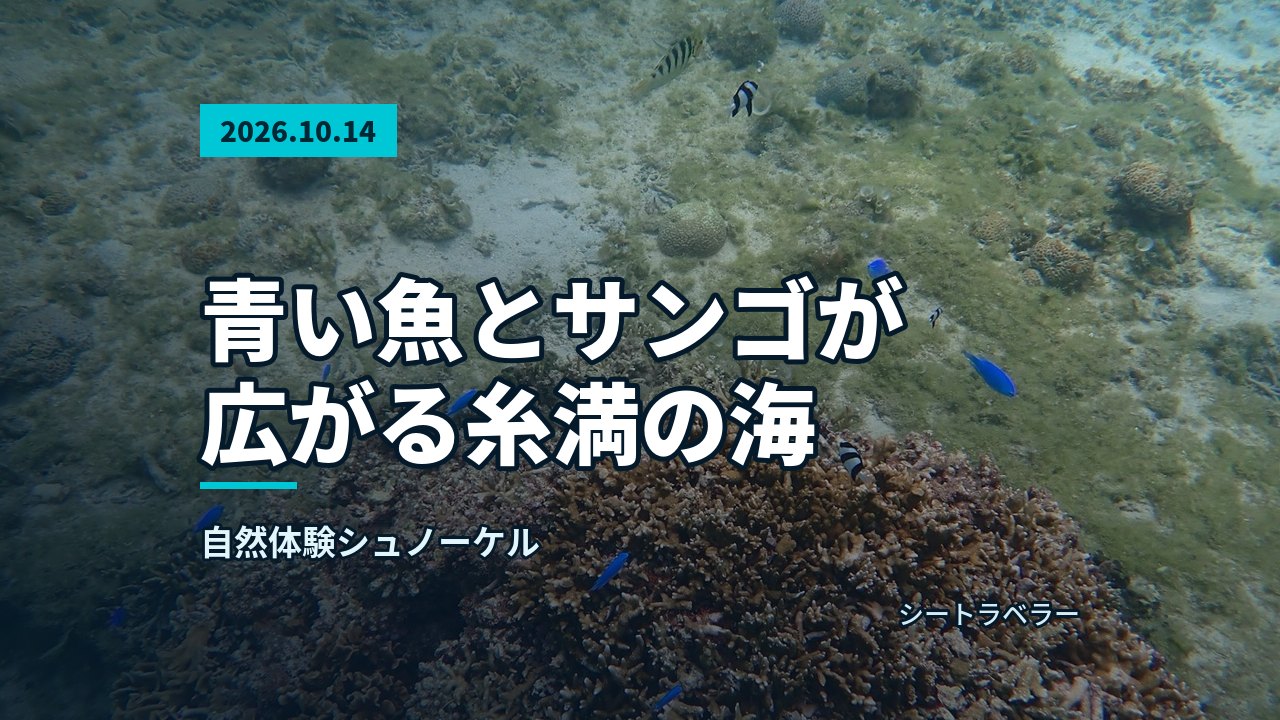 2026年10月14日（水） 晴れた水面の光とサンゴ礁、魚たちの群れに出会えた一日