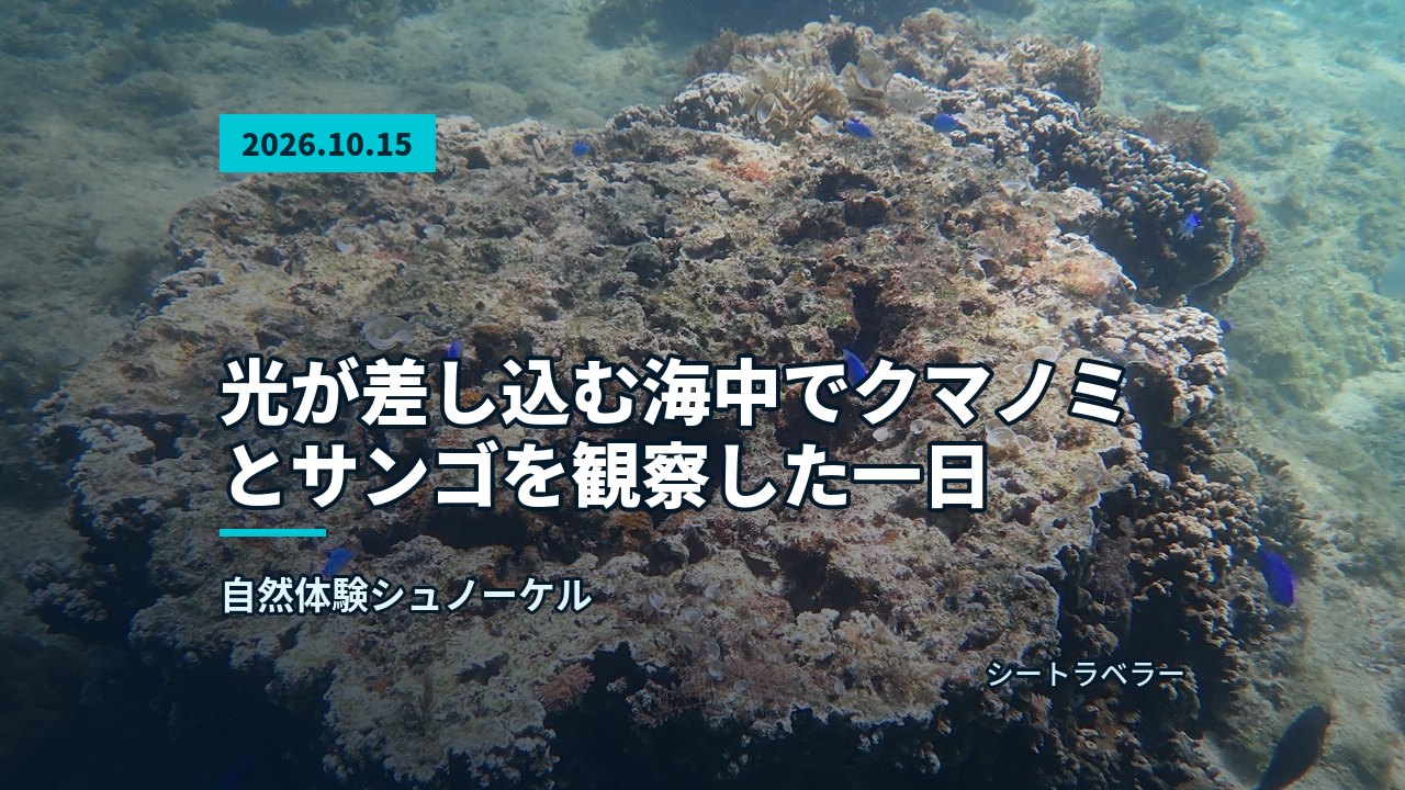 2026年10月15日（木）光が差し込む海中でクマノミとサンゴを観察した一日