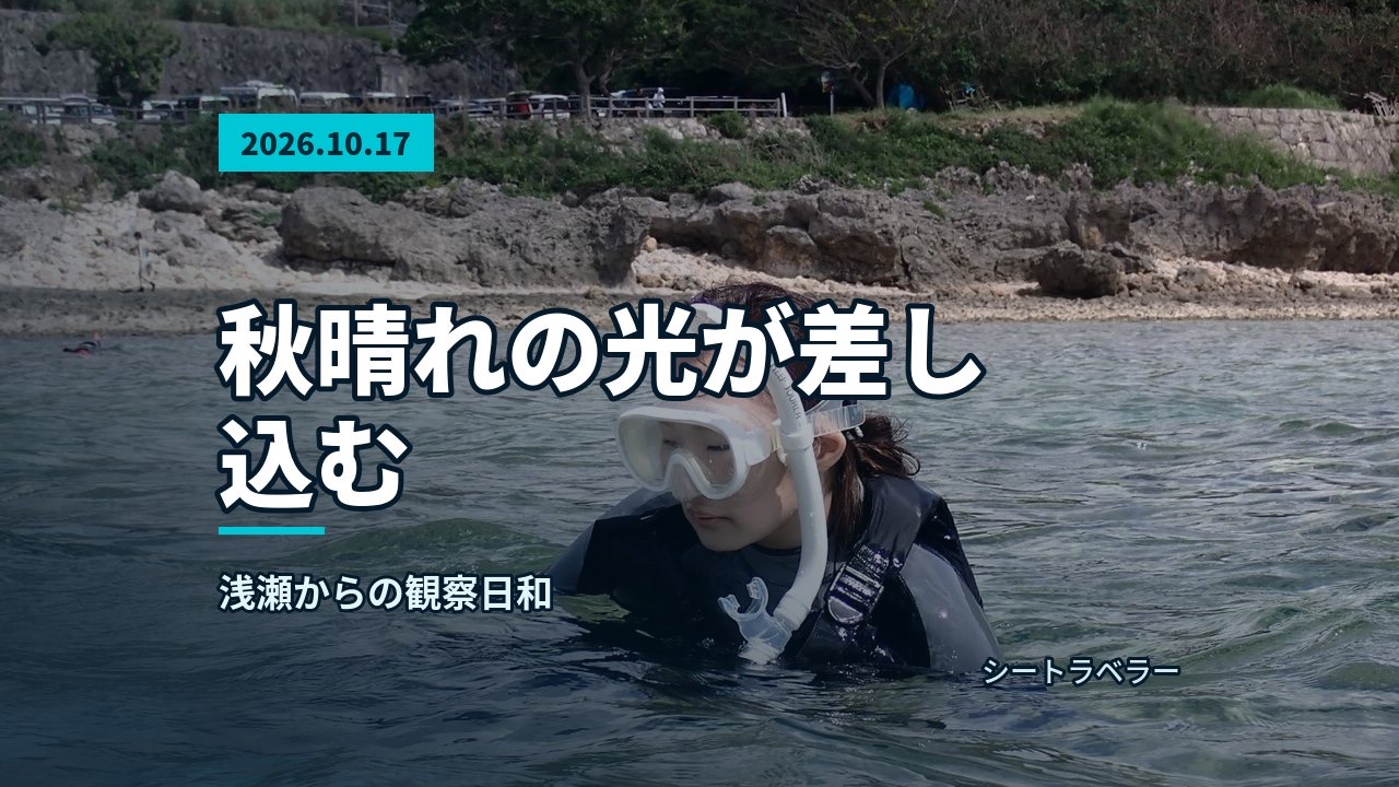 2026年10月17日(土)秋晴れの光が差し込む、浅瀬からの観察日和
